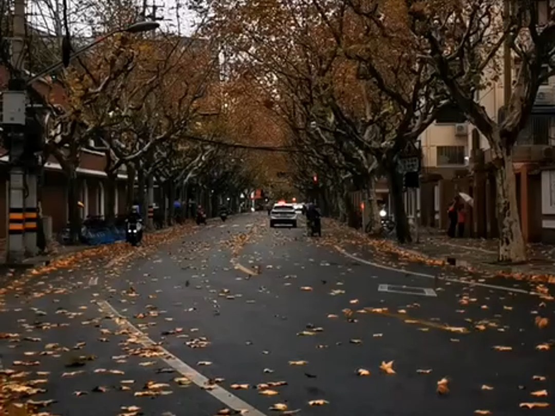 秋风扫落叶太喜欢了