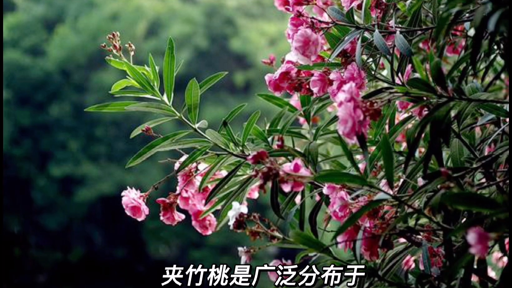 [图]危险的植物系列-夹竹桃