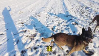 Télécharger la video: 182-退役警犬哈娜为和金蜀悌玩雪