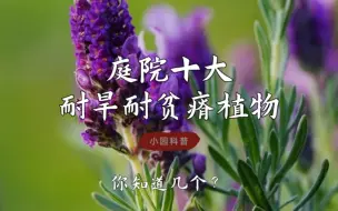 Descargar video: 庭院十大耐旱耐贫瘠植物推荐，你知道几个？