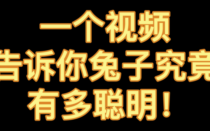 震惊!兔子的智商竟然如此恐怖 真实素材——温润的血肉哔哩哔哩bilibili