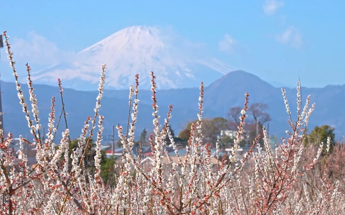 【超清日本】漫步神奈川县 春季满开的梅花和樱花 远眺富士山 (1080P高清版) 2021.3哔哩哔哩bilibili