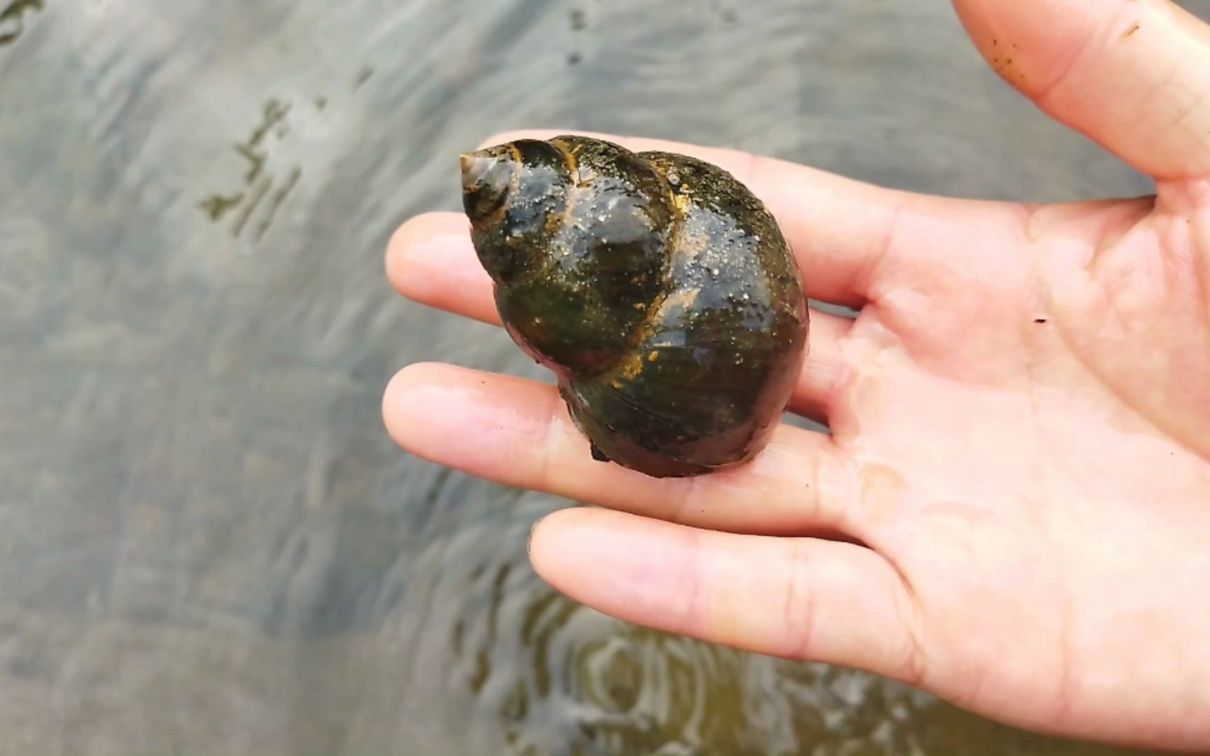 这里田螺比鸡蛋一样大,资源非常大,很快就捡了半桶