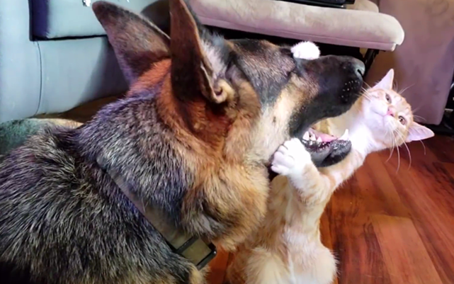 分分钟担心这个傻猫被德国牧羊犬咬死