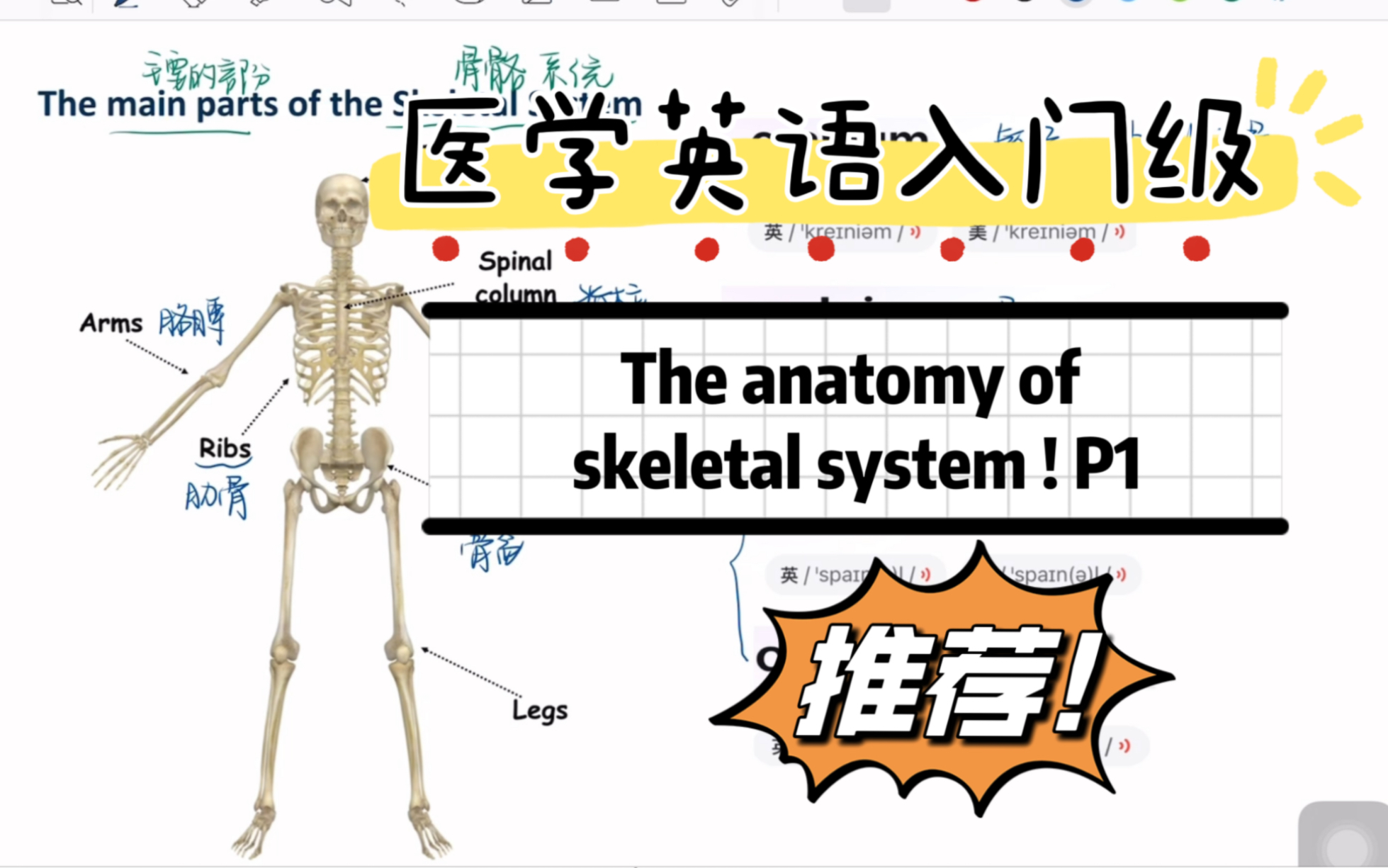 【骨骼系统合集持续更新】医学英语入门级词根词缀教学之骨骼功能认识及其主要组成部分P1哔哩哔哩bilibili