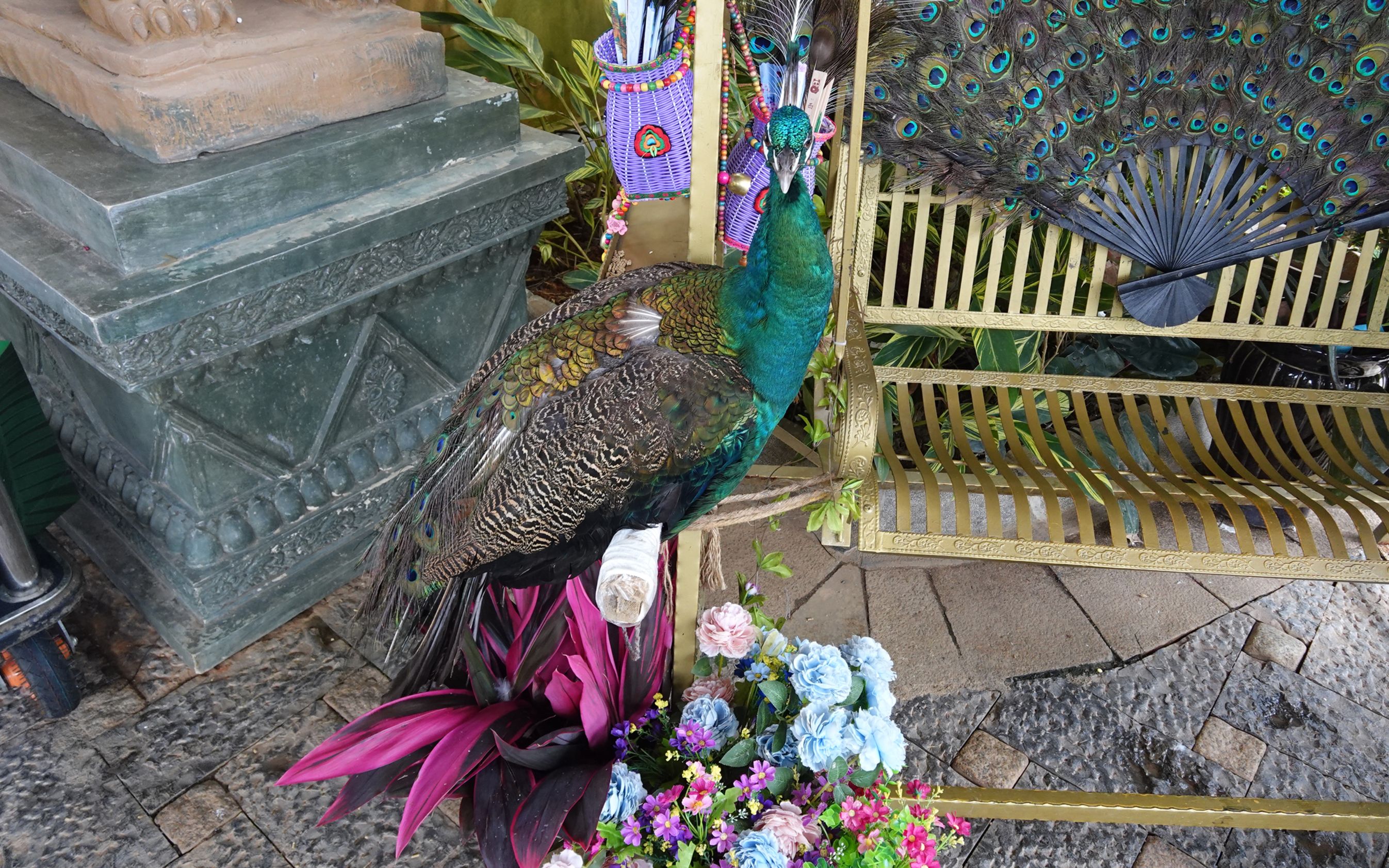 惊现迎宾孔雀,孔雀:我超乖的~你们随便摸~ 【彩云之南系列vlog】ova1