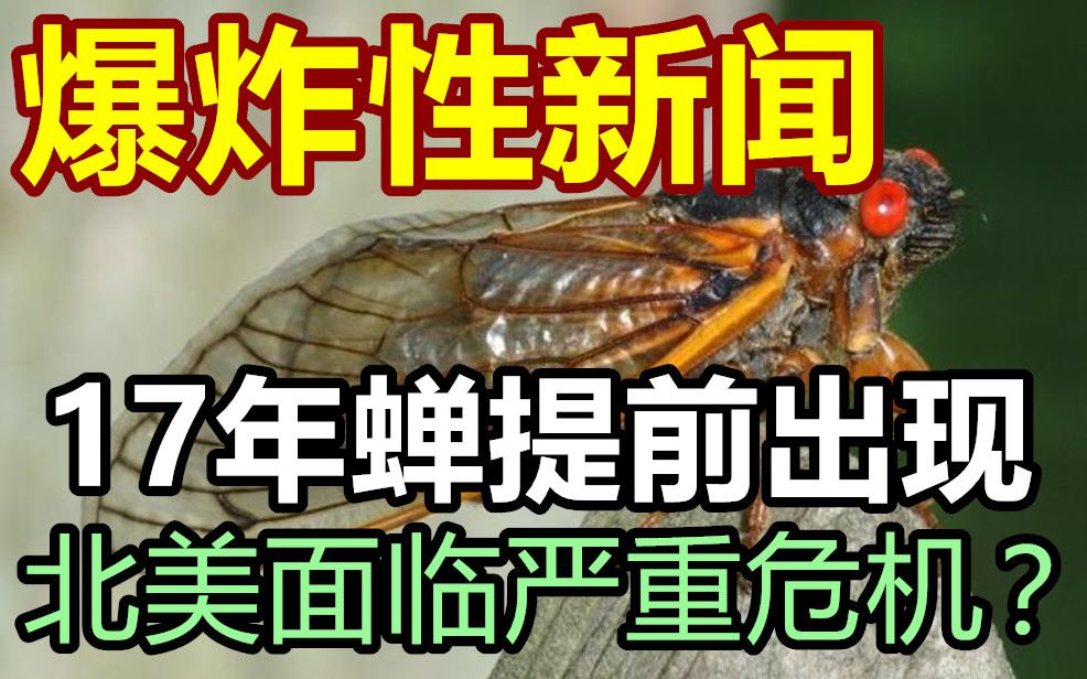 世界危机?17年蝉提前四年出土??萝王向你科普那些你不熟悉的“蝉”哔哩哔哩bilibili