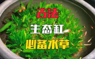 下载视频: 生态缸想要水清鱼靓，选择合适的水草是关键