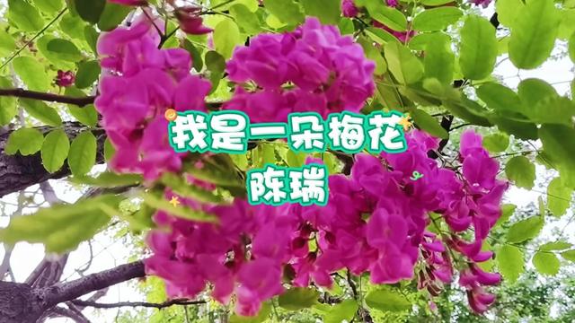 [图]《我是一朵梅花》陈瑞