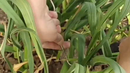 [图]抽蒜薹教学