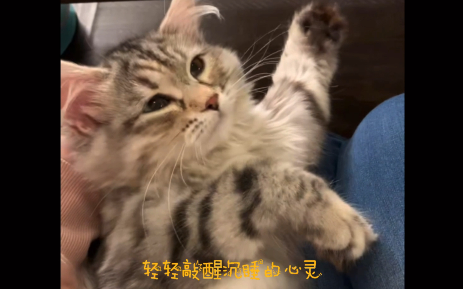 [图]西伯利亚森林猫｜“轻轻敲醒沉睡的心灵”