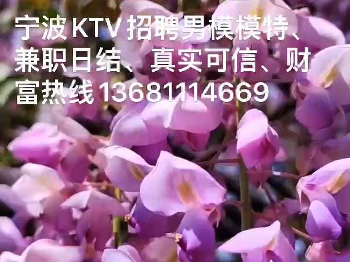 宁波KTV招聘男模模特、兼职日结、真实可信、财富热线13681114669哔哩哔哩bilibili