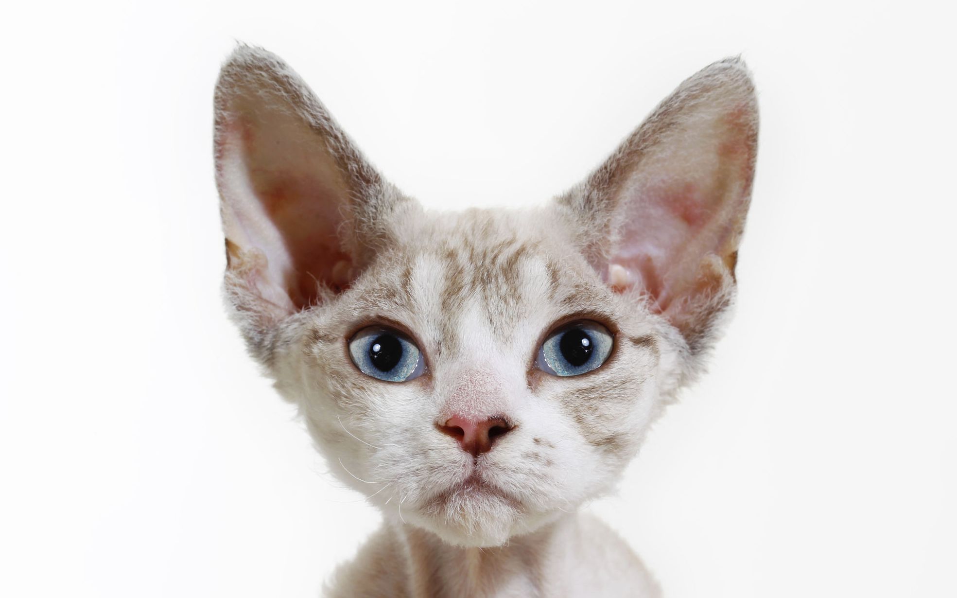 德文卷毛猫,来自英国的精灵猫,爱ta的人爱的不行,不爱的人觉得ta是