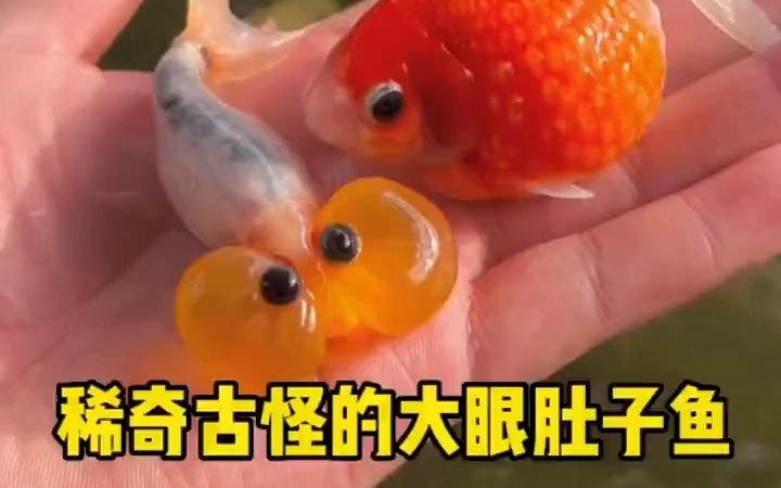 稀奇古怪的大眼肚子鱼哔哩哔哩bilibili