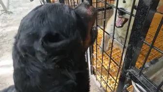 在家咬人护食的小柴犬，来到豫西这片还狂呢，今天必须盘它