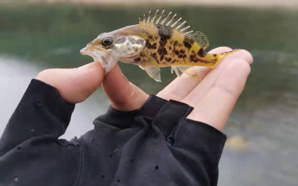 早口桥洞路亚斑鳜