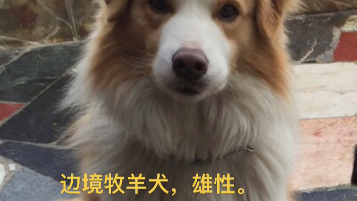 寻找爱犬,沈阳市沈河区东大营街三江紫香园附近联系电话13555856810王女士哔哩哔哩bilibili