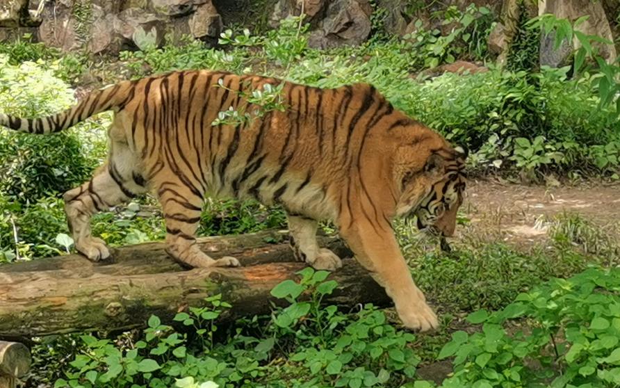 杭州动物园里的老虎