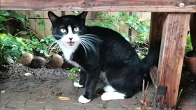 白猫 小哥13星协力侦探梨弓 哔哩哔哩 つロ干杯 Bilibili