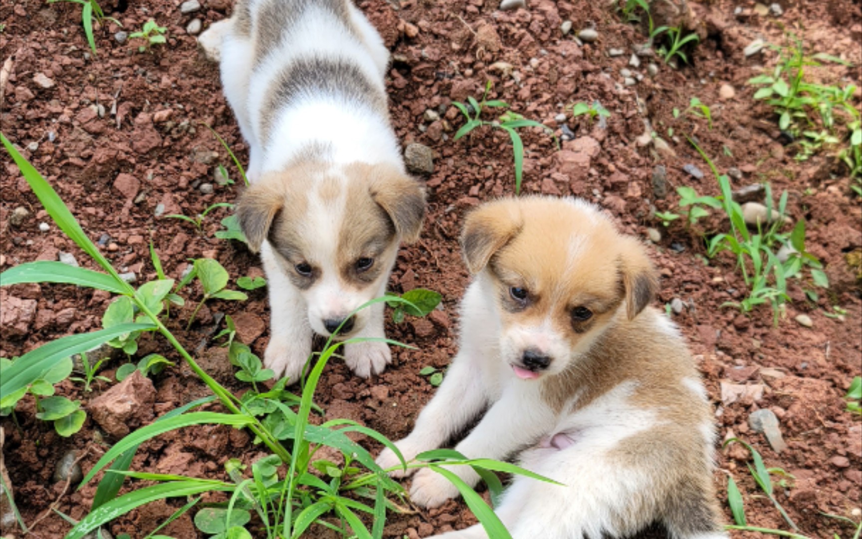 活动  捡到两只中华田园犬,咱也是有狗的人啦