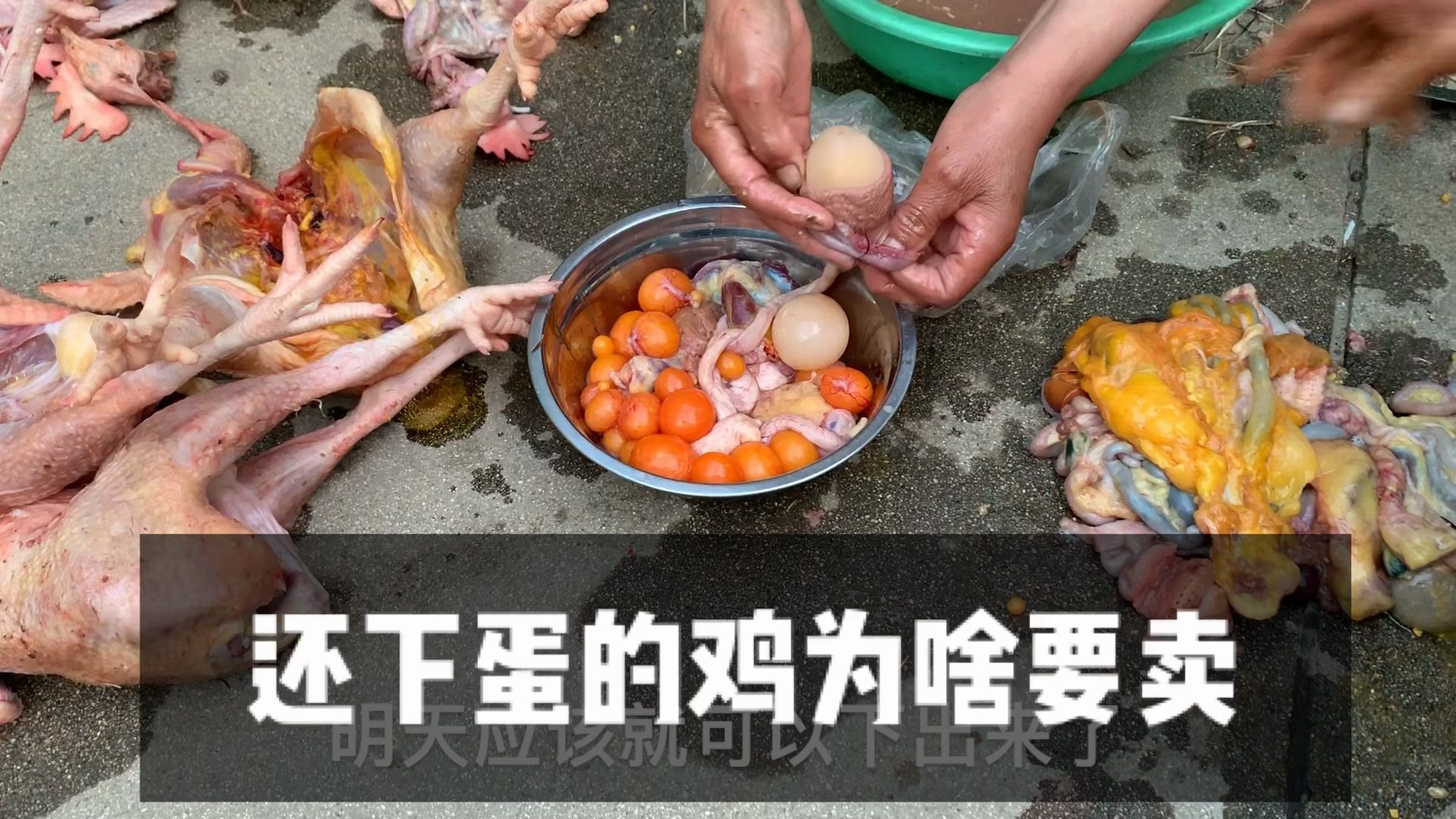 还下蛋的鸡只要20一只一下买了10只肚子里这么多蛋太可惜了