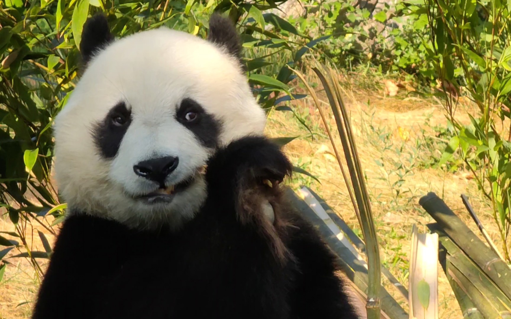 【大熊猫白天】小可爱白天掰竹子非常乖巧但是竹子难吃20230627