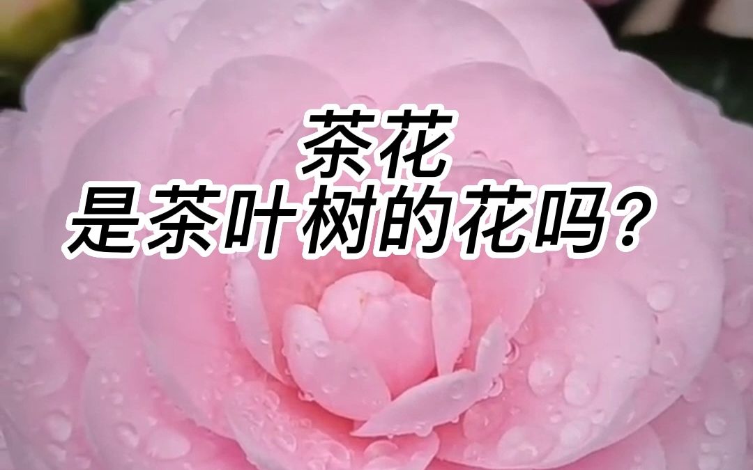 茶花是茶叶树的花吗哔哩哔哩bilibili