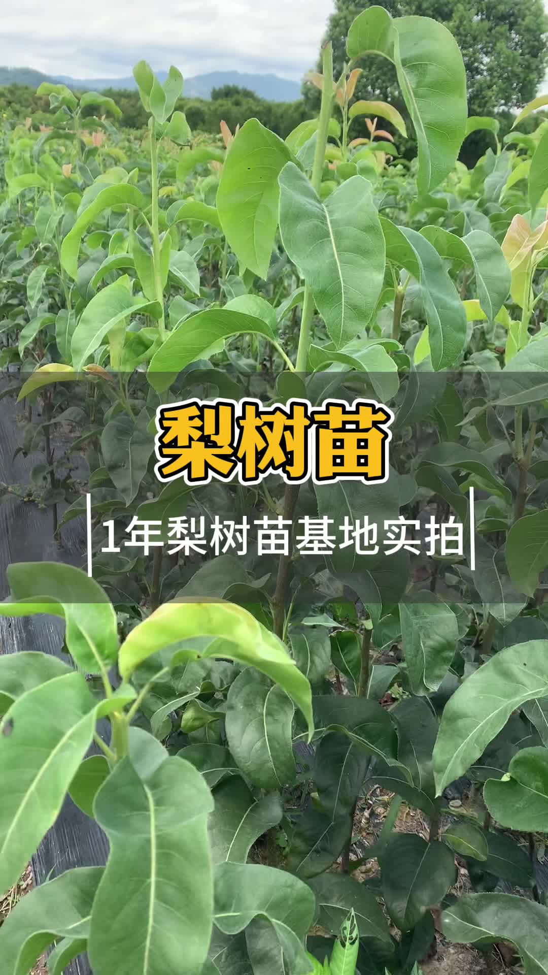 浙江适合种哪些梨树苗品种?哔哩哔哩bilibili