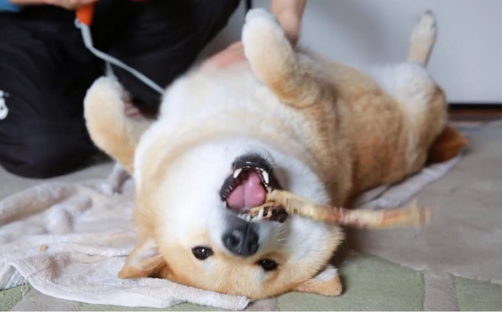 日本柴犬maru的日常吃着辣条伪吹着毛的惬意狗生▽