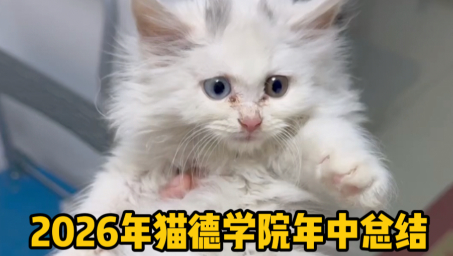 猫德学院2026年中总结汇报
