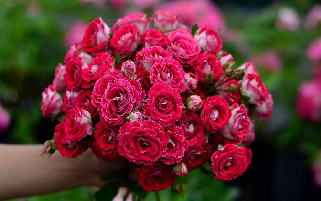 【虹越月季】丰花月季红宝石冰欣赏,红白双色逗趣小可爱!