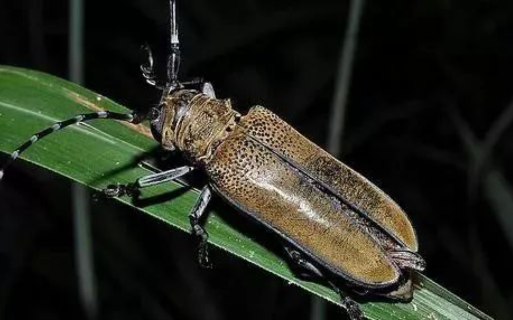 谢廖沙浅谈相对不那么常见却又很常见的低配毛象皱胸粒肩天牛