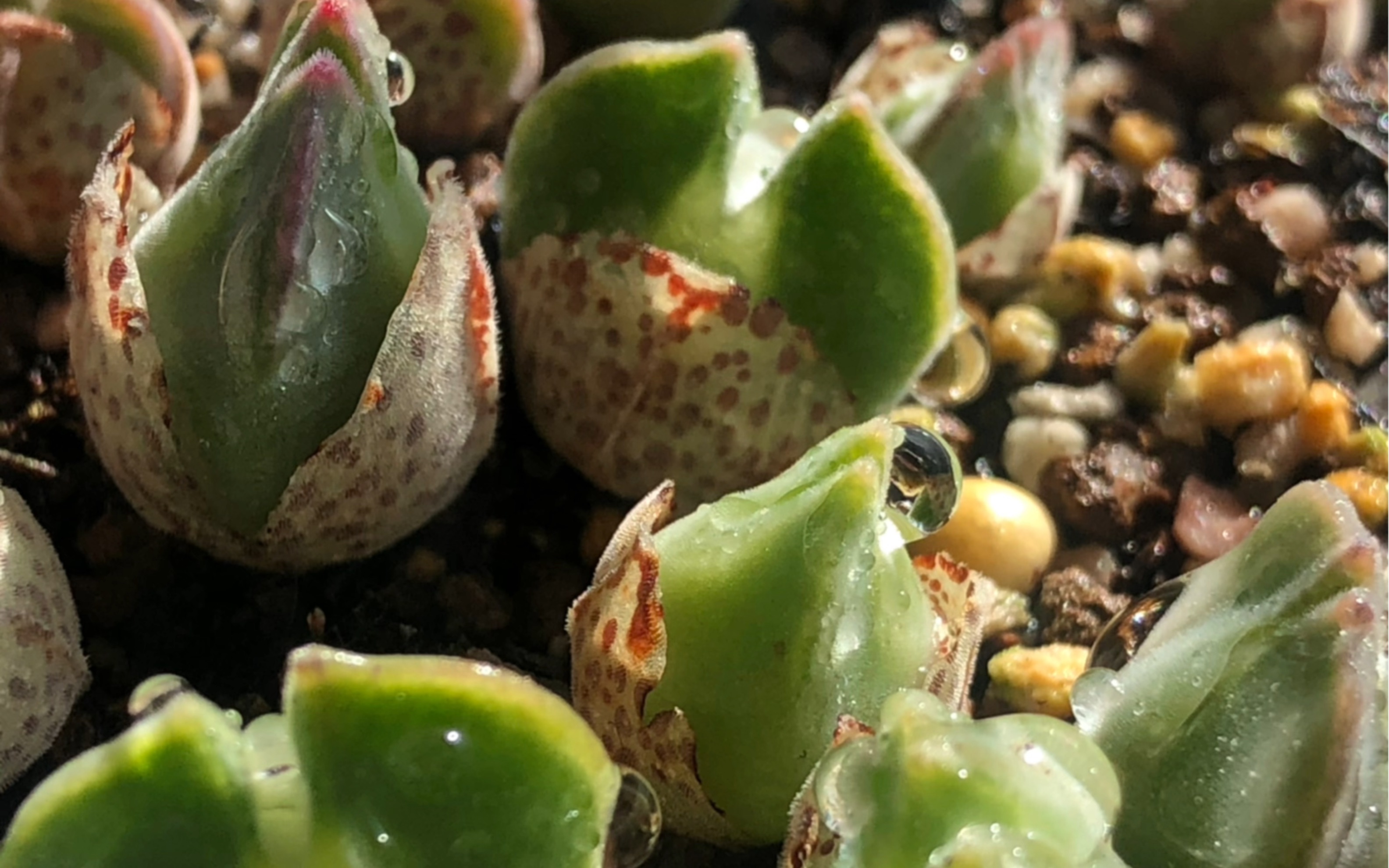 多肉植物 肉锥花 ts大眼睛空蝉3年实生苗记录