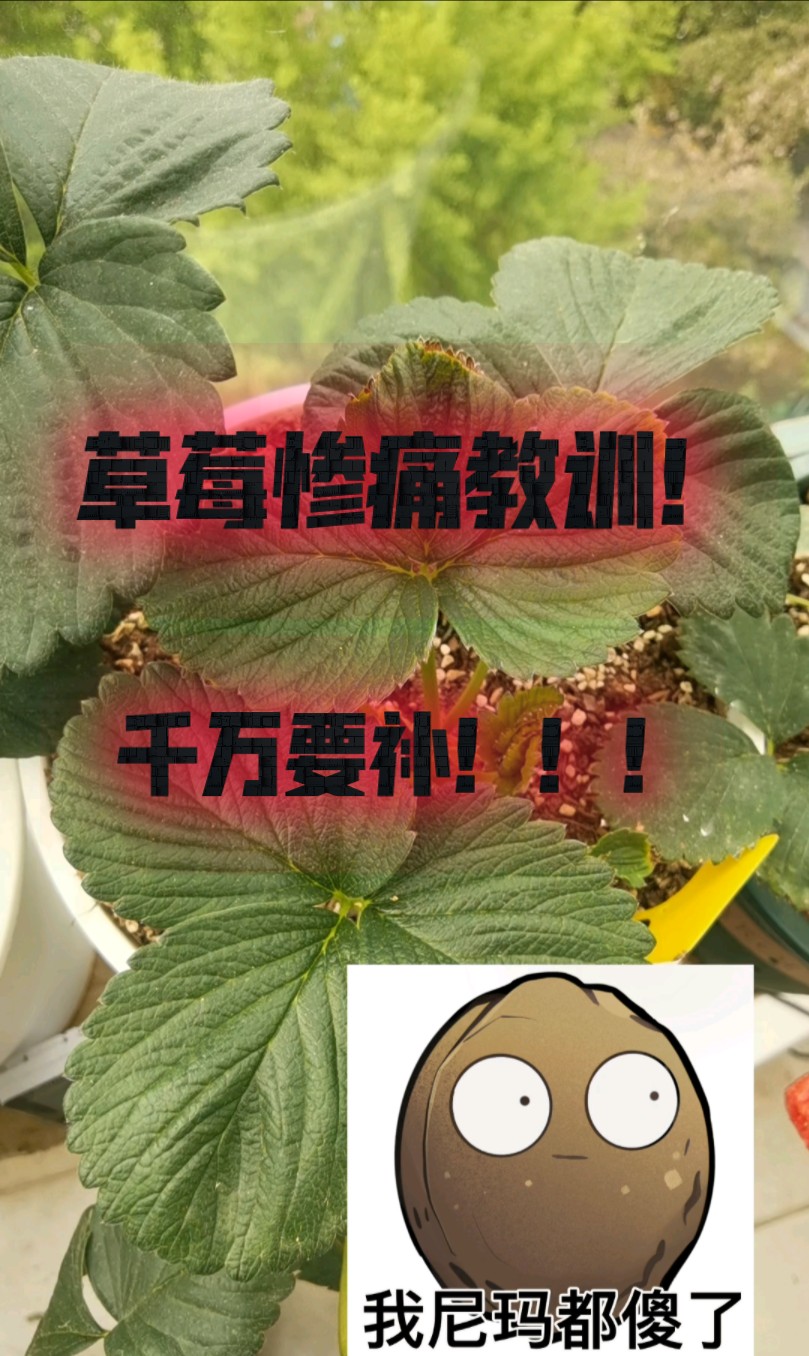 盆栽草莓惨痛教训千万要多补钙螯合钙!哔哩哔哩bilibili