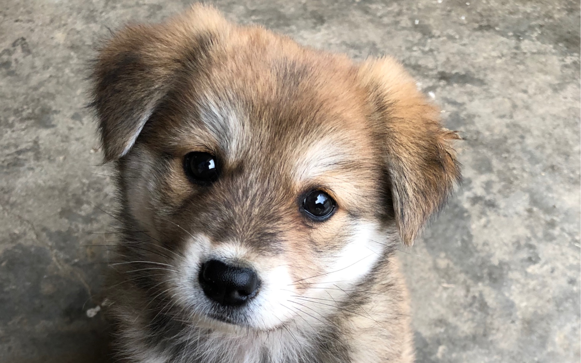 谁说土狗不可爱?