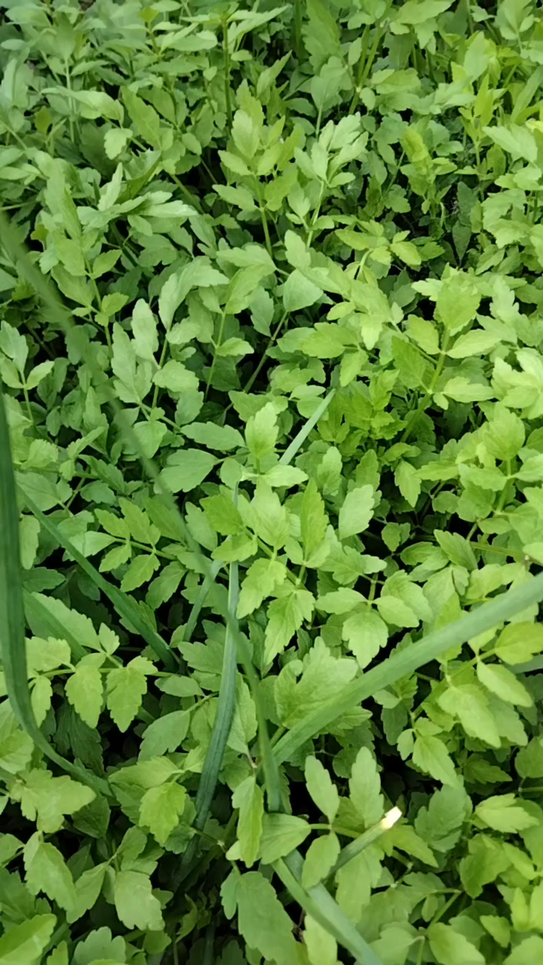 活动  种的山芹菜