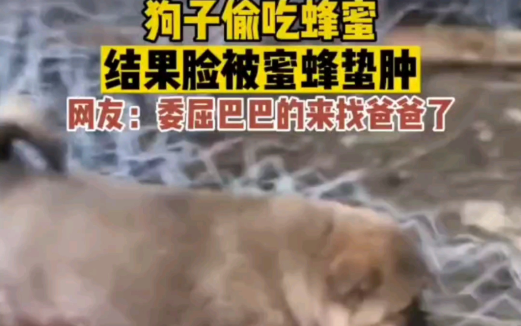 狗子偷吃蜂蜜,结果被蜜蜂蛰肿脸.这也太搞笑了吧.