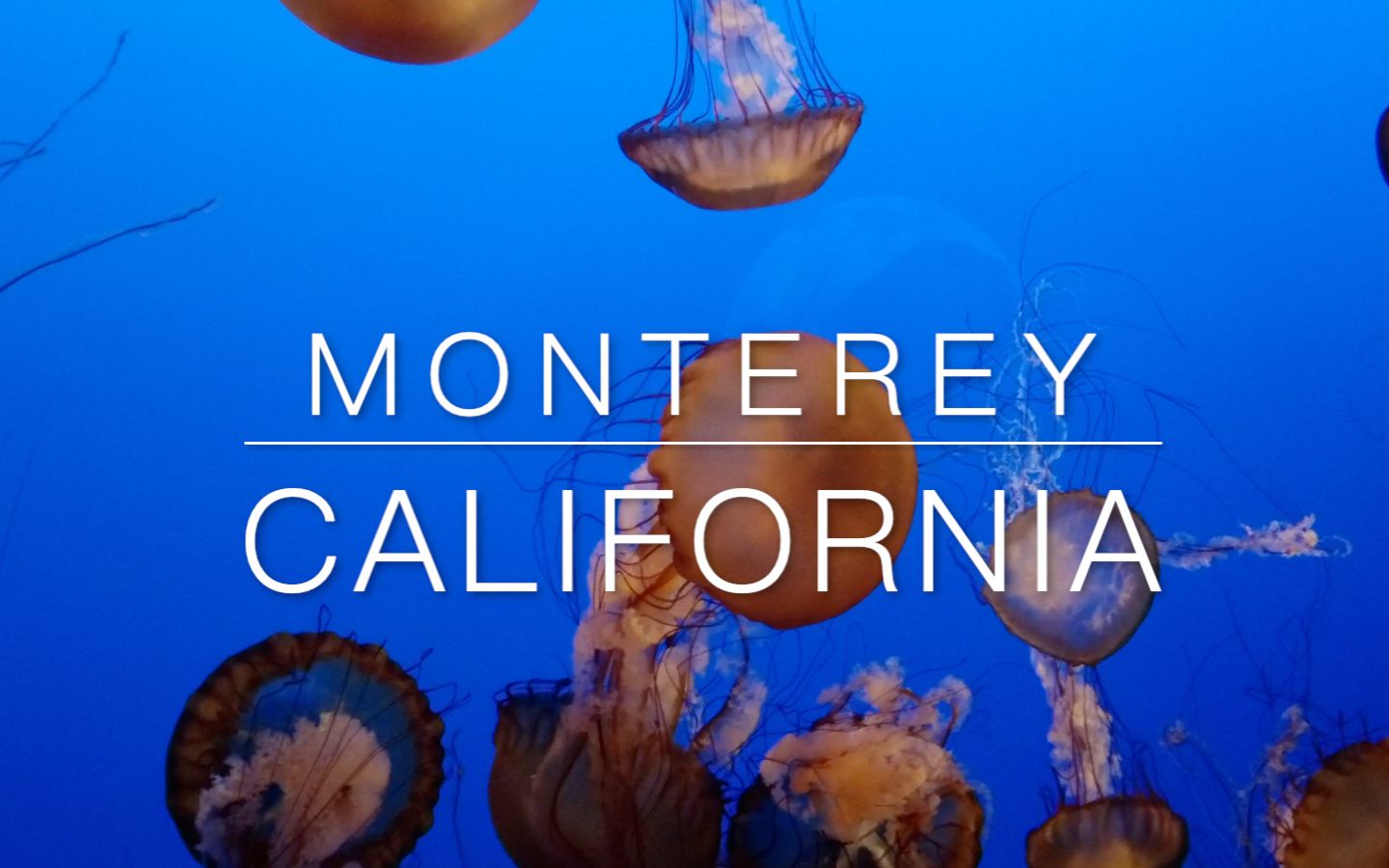 Monterey:美国最赞海洋馆里的神奇生物哔哩哔哩bilibili