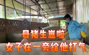 Download Video: 母猪生崽了，一旁的女子给他打气，结果生了一大堆