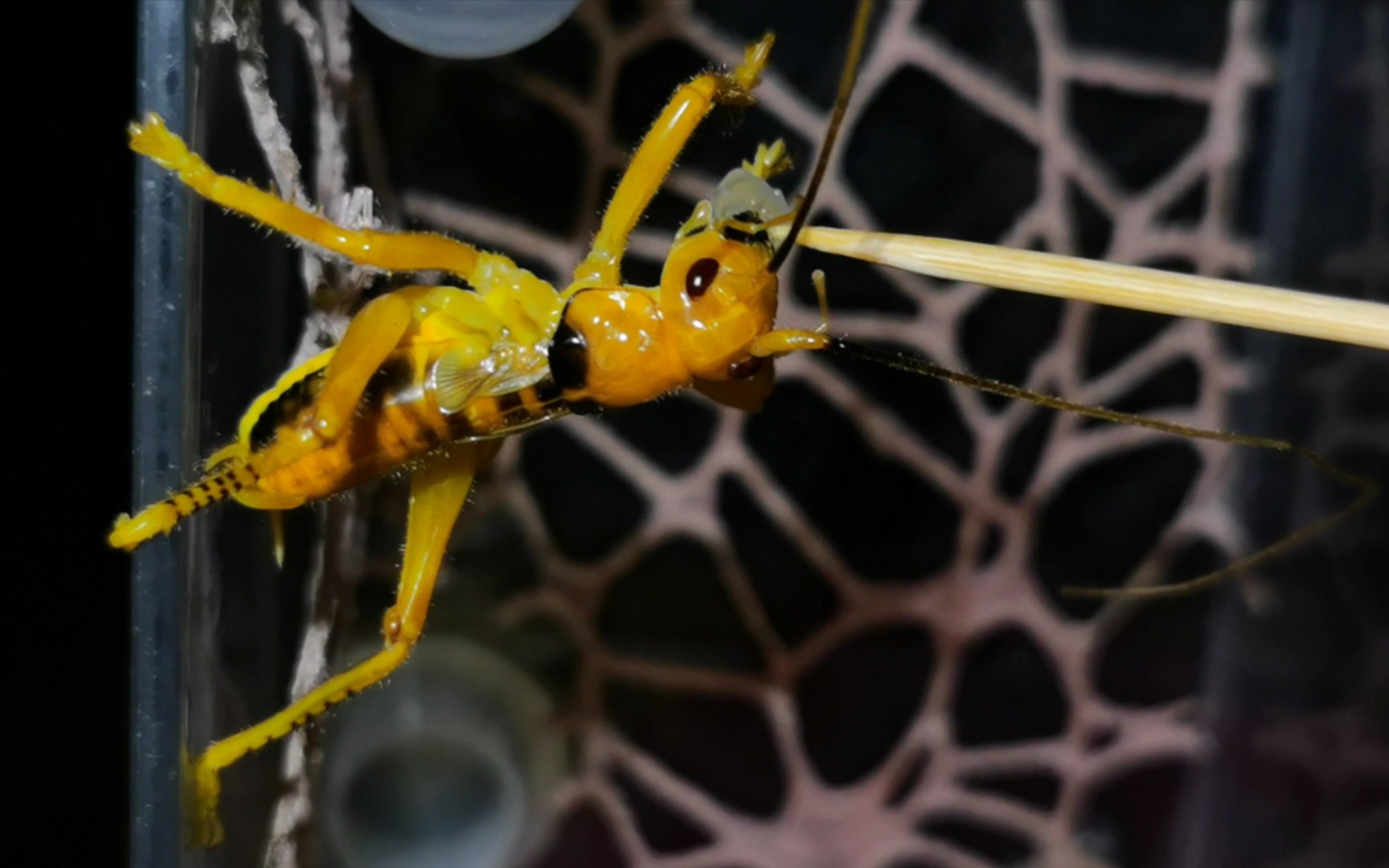 【蟋螽】斧尾烟蟋螽的进食与活动