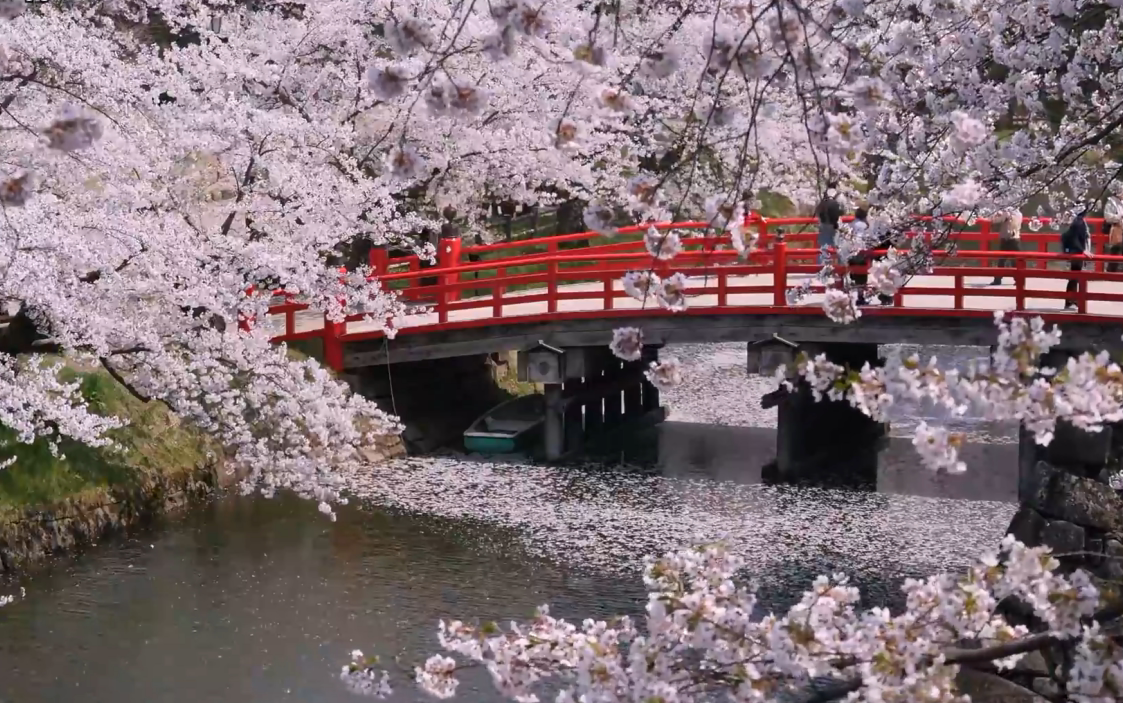 park cherry blossom festival japan 青森县弘前公园 弘前城