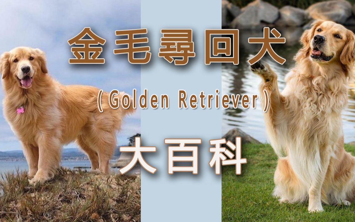 金毛寻回犬(Golden Retriever)——大百科哔哩哔哩bilibili