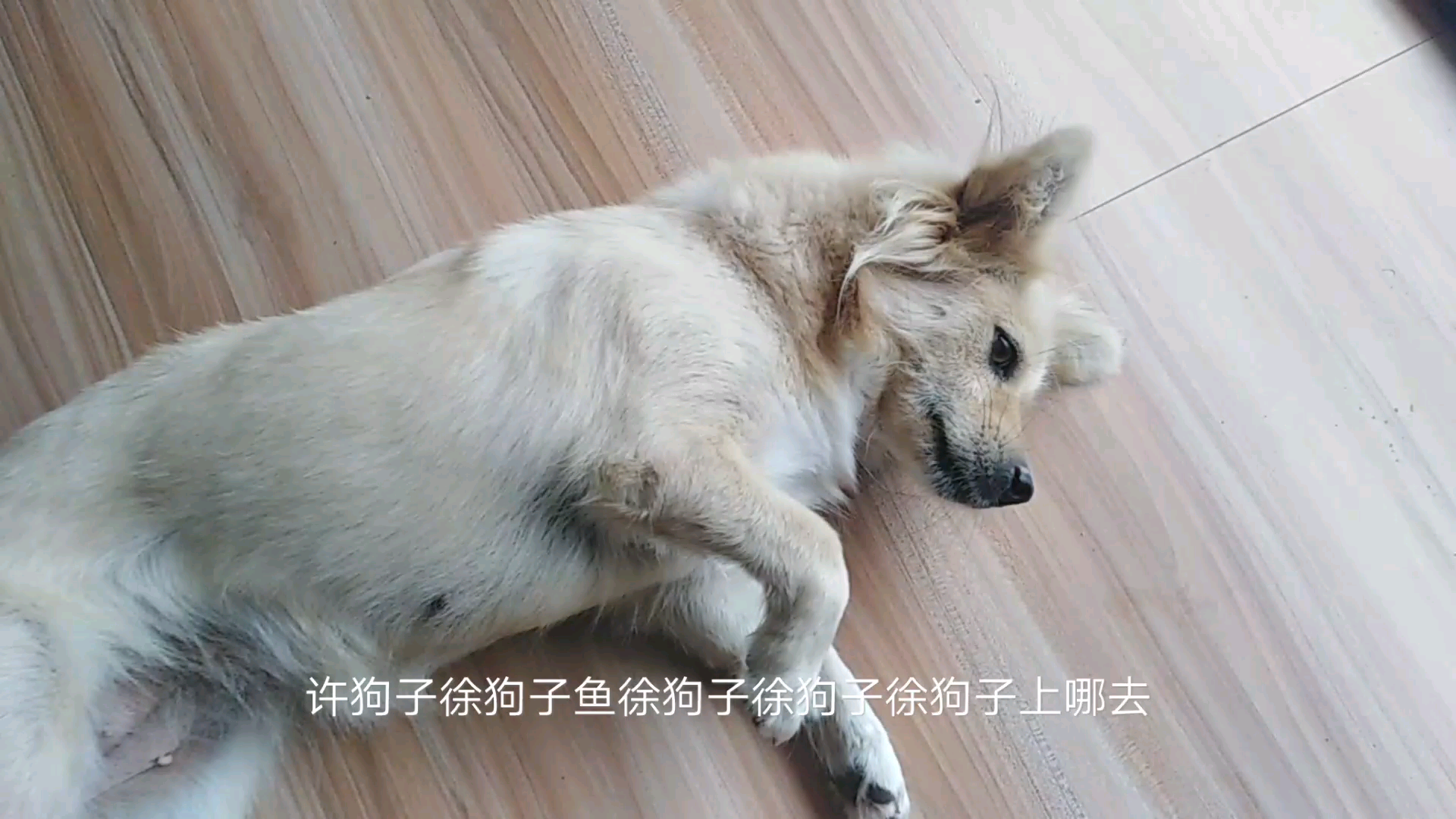 给大家观赏下我家的狗子又懒又馋还挑食的一只狗小名狗子大名徐狗子