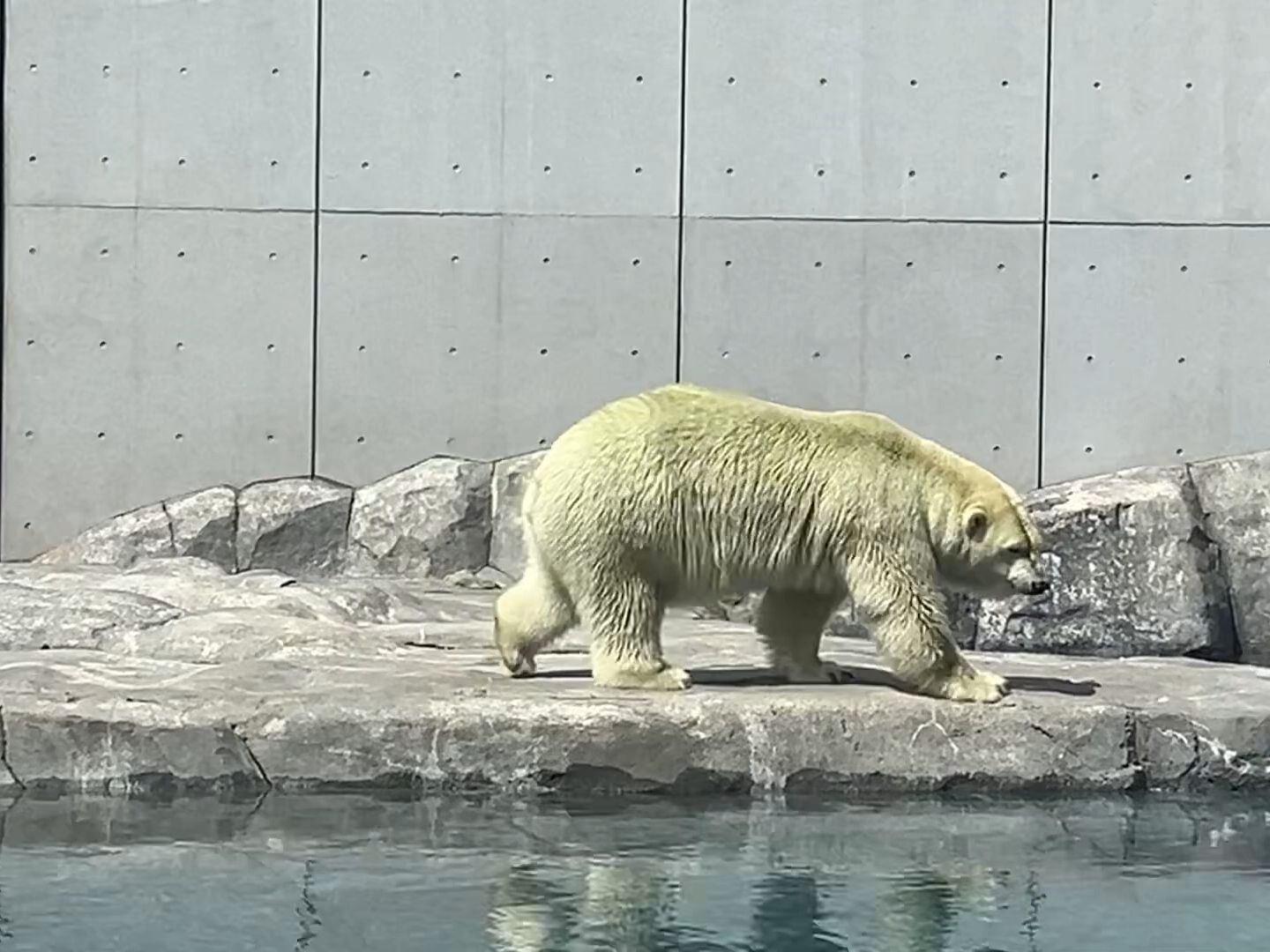 札幌市圆山动物园图片