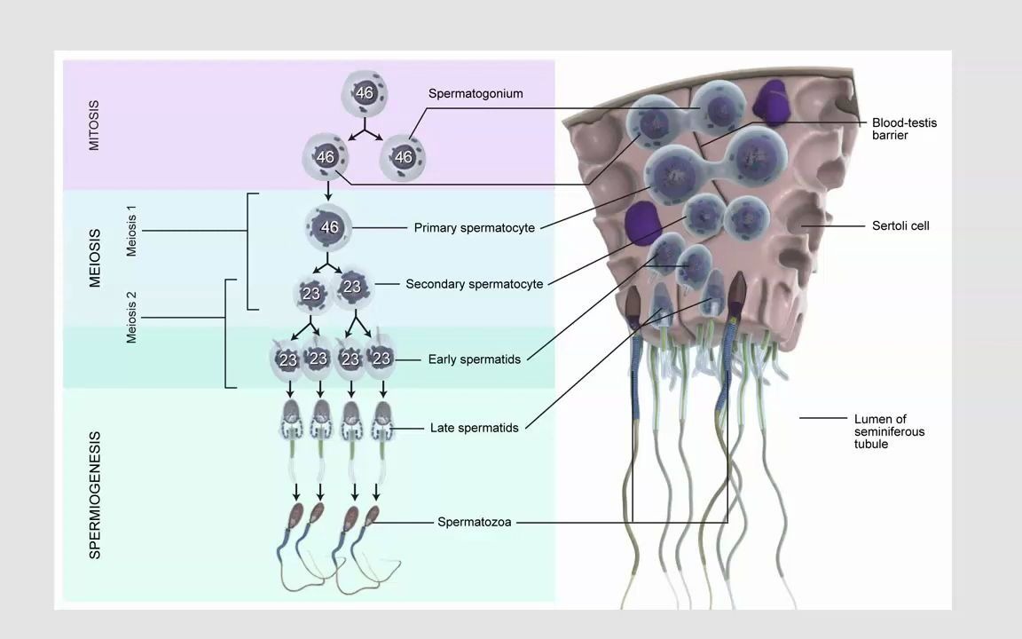 精子形成过程 生精细胞哔哩哔哩bilibili