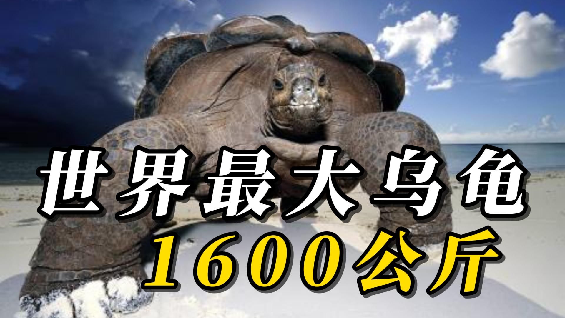 全世界最大的10只超级巨龟,第六名宛如大山,寿命长达200年!第一名重量超1600公斤,把鳄鱼当零食吃!哔哩哔哩bilibili