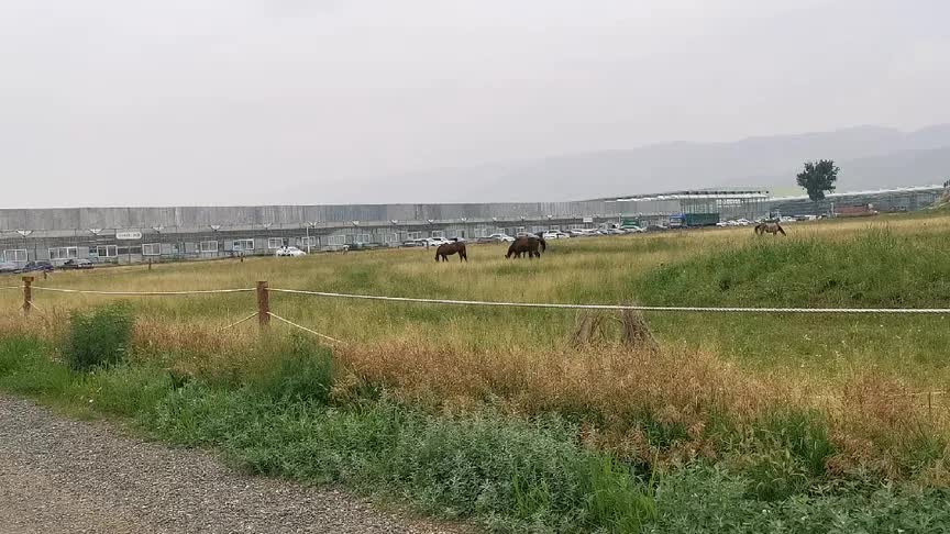 [图]内蒙古的马群在花海草原里万马奔腾