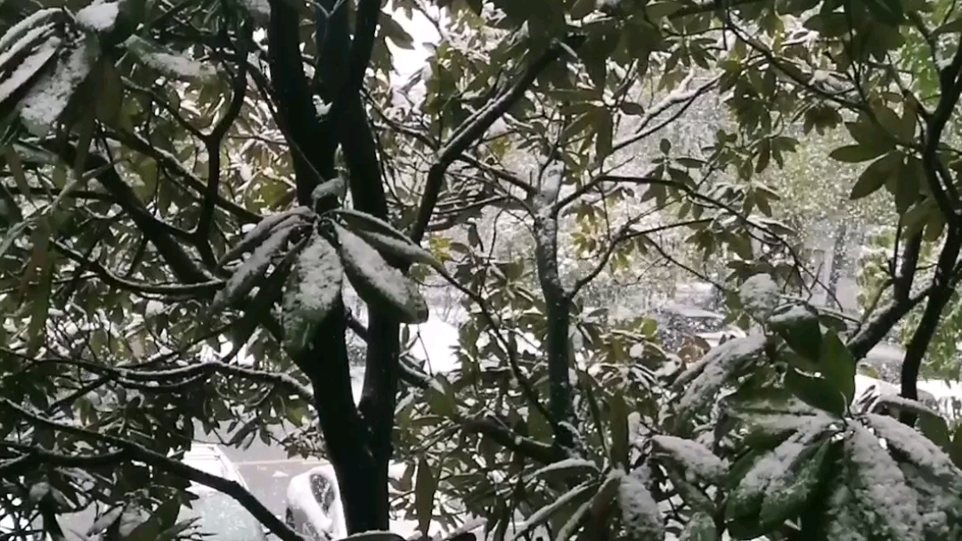 [图]关于雪我想起了，延禧攻略里雪落下的声音，咏雪里未若柳絮因风起，雪中悍刀行里东厢头场雪，刀郎。。20220222