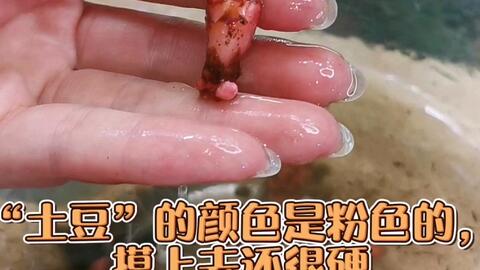 海芋水苔转土培不难 不过会崩溃 哔哩哔哩