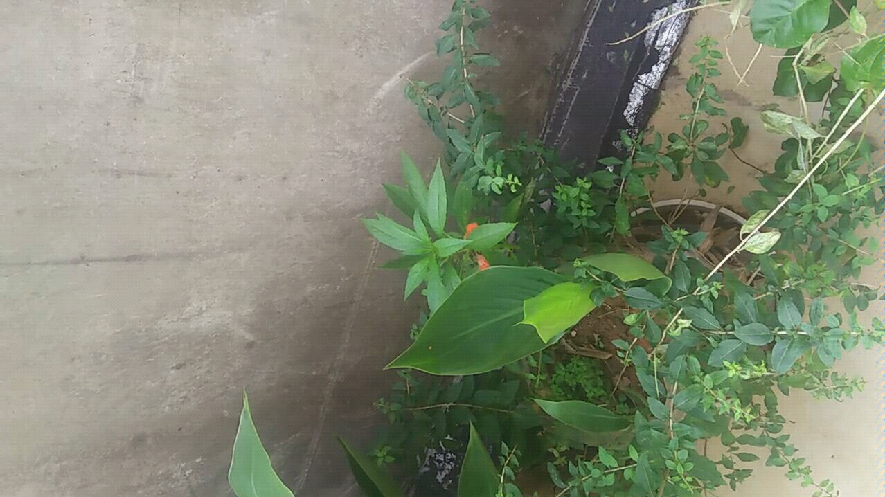 活动  20200526单瓣凤仙花日常